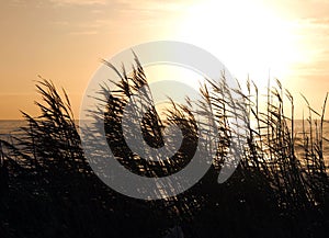 Sunset behind the reeds photo