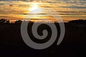 Sunset behind reeds near ocean