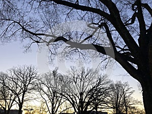 Sunset behind silhouette of a tree