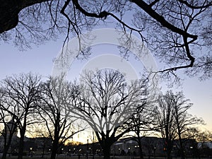 Sunset behind silhouette of a tree