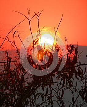 Sunset behind a spider web.