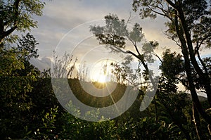 Sunset behind the Tantalus mountain past tropical silhouette of trees