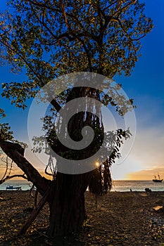 Sunset behind a tree photo