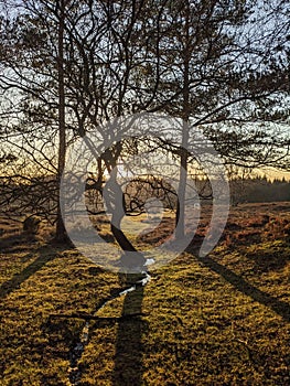Sunset behind the tree with stream in New Forest UK