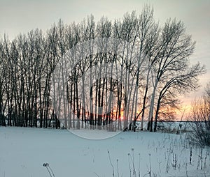 Sunset behind the trees.