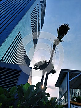 Sunset behind trees and building.