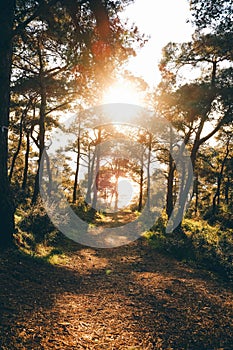 Sunset behind trees with sea view, Heybeliada, Istanbul photo