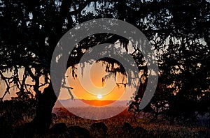 Sunset below the branch of an oak tree