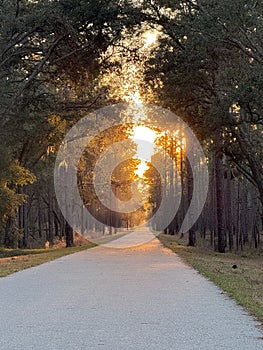 Sunset on the bike path in the woods