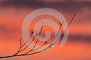 Sunset Birch Branch Early Spring