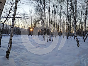 Sunset in a birch grove, winter evening landscape, Russia