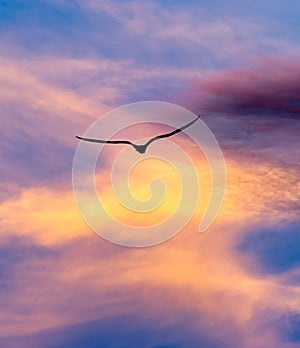 Sunset Bird Flying Silhouette Vertical