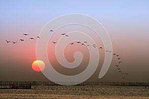 Sunset, birds flying photo