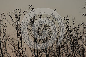 Sunset of birds in a tree