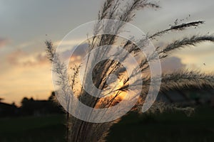 Sunset blady grass