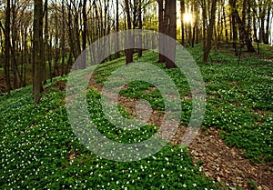 Sunset in blossoming green forest, spring nature background
