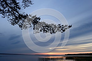 Sunset in the blue cloudy sky against the background of pine branches