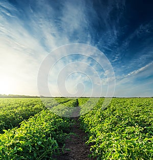 sunset in blue sky over agricultural tomatoes field