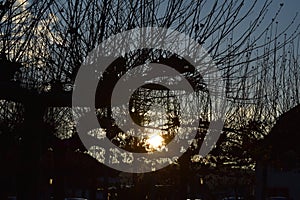 sunset in bold trees during winter