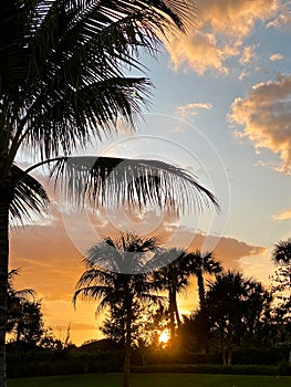 sunset Bonita Springs Florida Palm trees