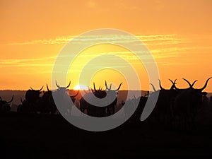 Sunset and bovines