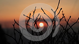 Sunset branches - detail