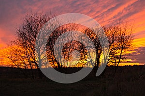 Sunset with burning sky behind the trees