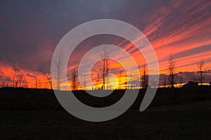 Sunset with burning sky behind the trees
