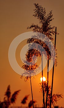 Sunset in a Bush