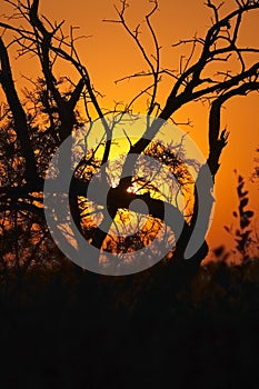 Sunset in the Bushveld #2