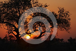 Sunset in the Bushveld #3