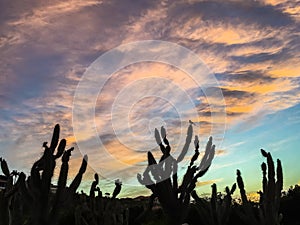 Sunset with cactus