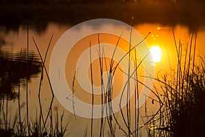 Sunset calm reeds