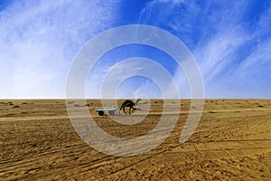 Sunset camel ride at great Rann of Kutch, Gujarat