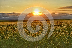 Sunset in canola fields