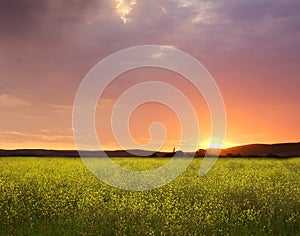 Sunset canola fields landscape