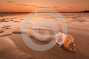 Sunset Caribbean beach and large shell, shell on sand photo