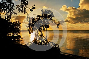 Sunset in the Caribbean with Mangroves