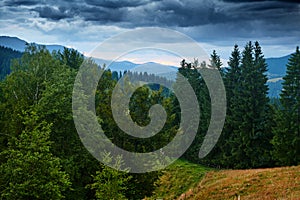 Sunset in carpathian mountains - beautiful summer landscape, spruces on hills, cloudy sky and wildflowers