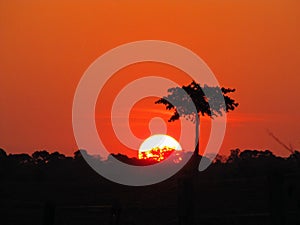 Sunset with a castanheira tree in Amazon rainforest photo