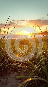 Sunset casts a warm glow over lush green grass landscape