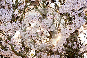 Sunset in cherry tree