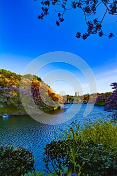 A sunset Chidorigafuchi pond with cherry trees in Tokyo in spring