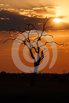 Sunset - Chobe N.P. Botswana, Africa