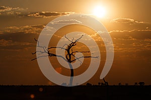 Sunset - Chobe N.P. Botswana, Africa