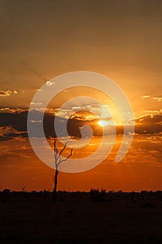 Sunset - Chobe N.P. Botswana, Africa