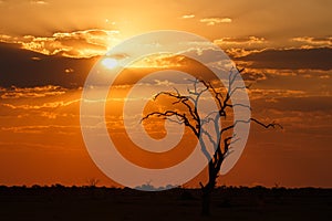 Sunset - Chobe N.P. Botswana, Africa photo