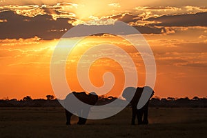 Sunset - Chobe N.P. Botswana, Africa photo