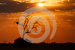 Sunset - Chobe N.P. Botswana, Africa photo