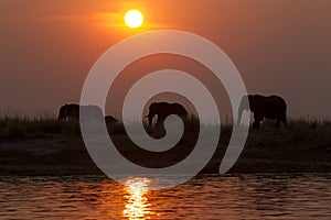 Sunset on the choebe river with elephants in horiz photo
